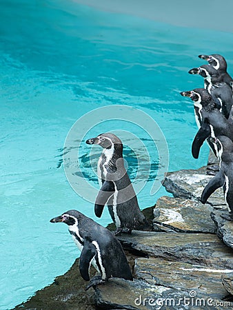 standing penguin on background of the pool penguin Stock Photo
