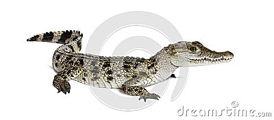 Standing Philippine crocodile, crocodylus mindorensis, isolated on white Stock Photo