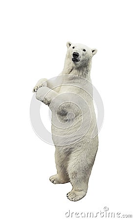 Standing polar bear over white background Stock Photo