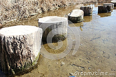 Standing in the river along the shore stumps Stock Photo