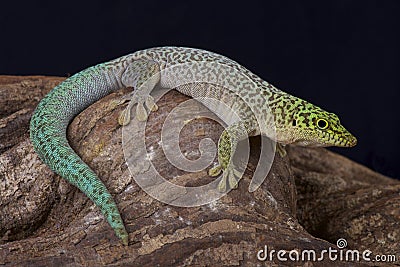 Standing's day gecko / Phelsuma standingi Stock Photo