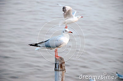 Standing Seagull Stock Photo