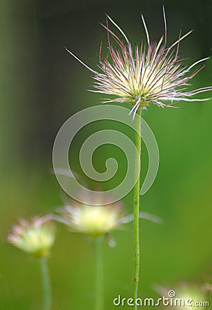 Standing Tall Stock Photo