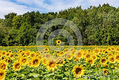 Standing tall in a crowd Stock Photo