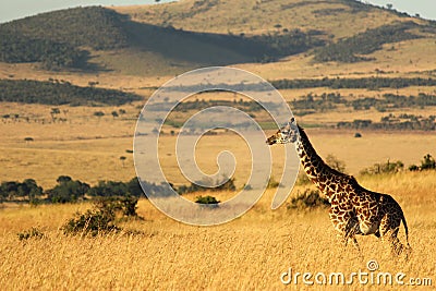 Giraffe standing tall, Masai Mara, Kenya, Africa Stock Photo