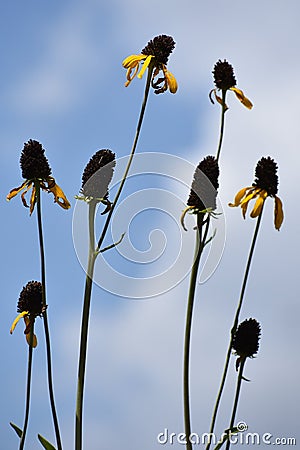 Long Tall Black eyed Laze Susan`s Stock Photo