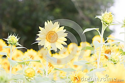 A Standout Amongst the Sunflowers at Anderson Sunflower Farm Stock Photo