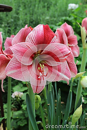 Brilliant standout display of red pink amaryllis blooms Stock Photo
