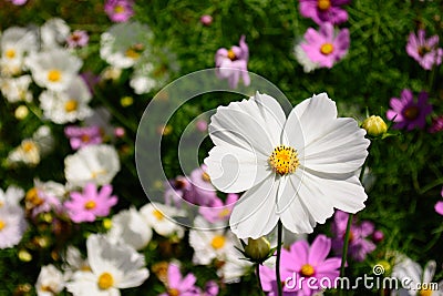 Standout White Flower Selective Focus Foreground Stock Photo