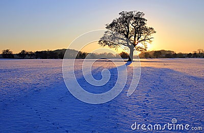 Staning Oak in Snowy sunset Stock Photo