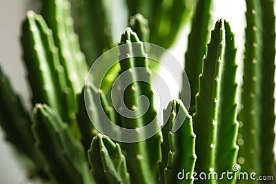 Stapelia nobilis. Selective focus Stock Photo