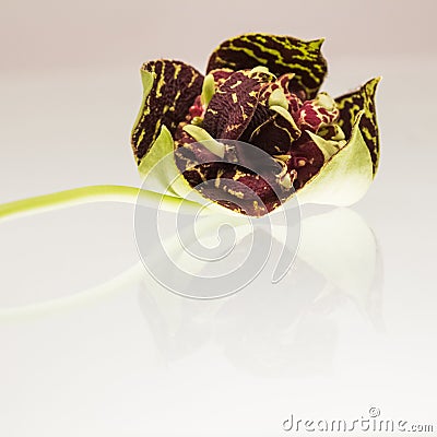 Stapelia variegata flower wwith white background Stock Photo