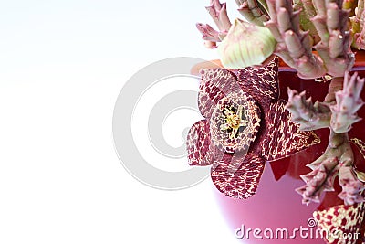 Stapelia variegata plant with spotted flowers Stock Photo