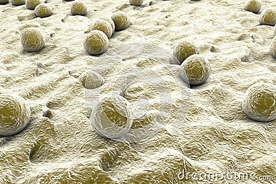 Staphylococci on the surface of skin Cartoon Illustration