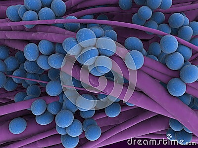 Staphylococcus Stock Photo