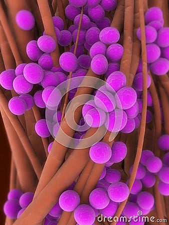 Staphylococcus aureus Stock Photo