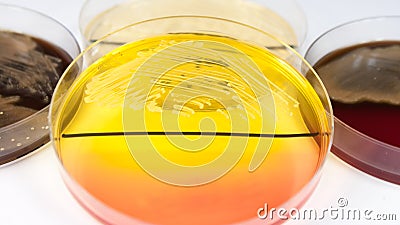 Staphylococcus aureus bacteria on petri dish Stock Photo