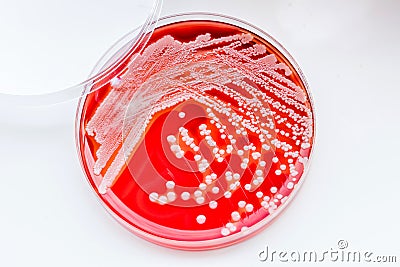 Staphylococcus aureus. Stock Photo