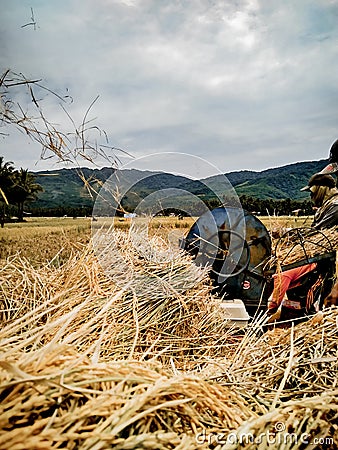 staple food source Stock Photo