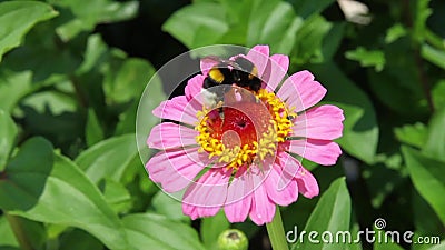 Stappla biet på den rosa Zinia blomman Stappla biet på den rosa Zinia blomman