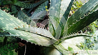 Star aloe Stock Photo