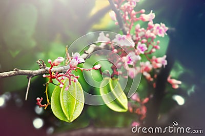 Star apple fruit hanging with flower on the tree with light effect Stock Photo