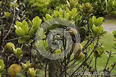 Star Apple plant fynbos Stock Photo