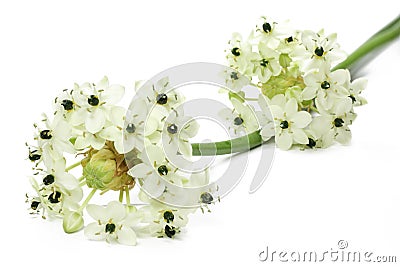 Star of Bethlehem flower Stock Photo