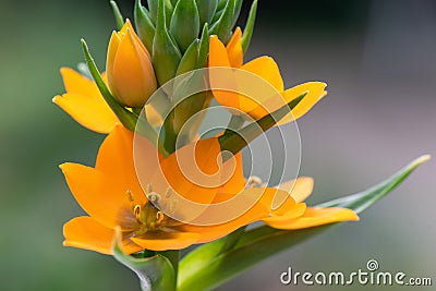Star of Bethlehem Ornithogalum dubium, orange flowers Stock Photo