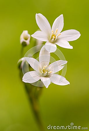 Star of bethlehem Stock Photo