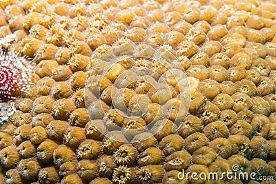 Star Coral Polyp Stock Photo