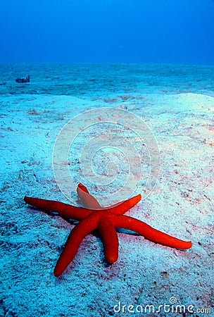 Star fish Stock Photo