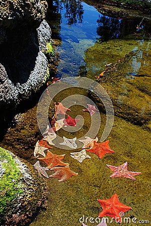 Star Fish Stock Photo