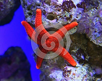 Star fish Stock Photo