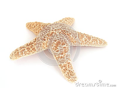 Star fish Stock Photo