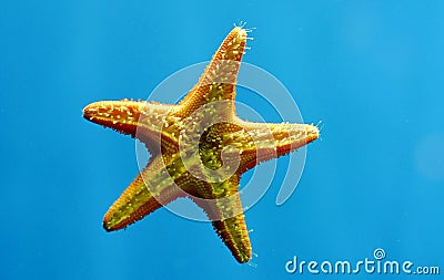 star fish Stock Photo