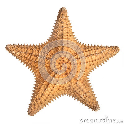 Star fish Stock Photo