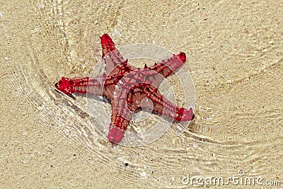 Red sea star fish Stock Photo