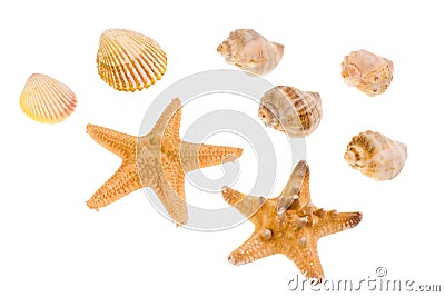 Star-fish and seashells Stock Photo