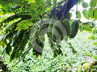 star fruit that looks fresh after the rain Stock Photo