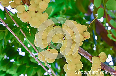 Star gooseberry fruit. Phyllanthus acidus, known as the Otaheite gooseberry , star , damsel, grosella , karamay. Stock Photo