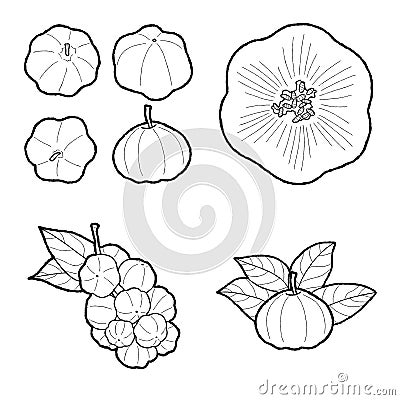 Star Gooseberry Vector Illustration Hand Drawn Fruit Cartoon Art Vector Illustration