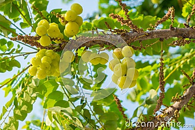 Star Gosseberry Phyllanthus acidus tree Stock Photo