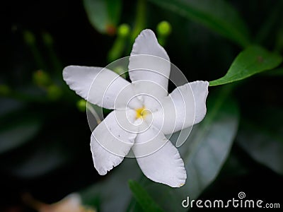 Star jasmine on green leafs background Stock Photo