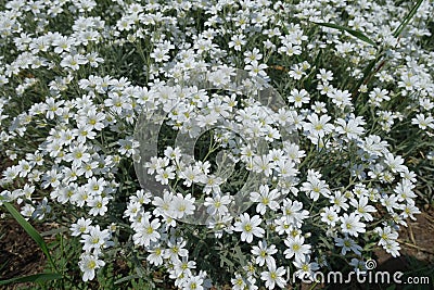 Star-like white flowers of Cerastium tomentosum Stock Photo