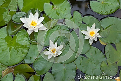 Star lotus Nymphaea nouchali Stock Photo