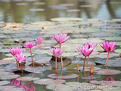 Star lotus, Nymphaea nouchali Stock Photo