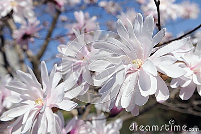 Star magnolia flowers in early spring Stock Photo