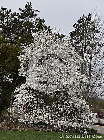 Star Magnolia Stock Photo