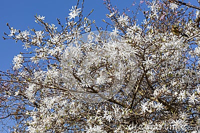 Star magnolia Magnolia Stellata Stock Photo